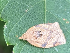 Adoxophyes honmai