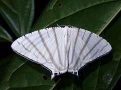 Urapteroides astheniata