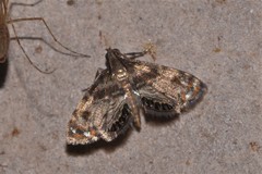 Paracataclysta fuscalis