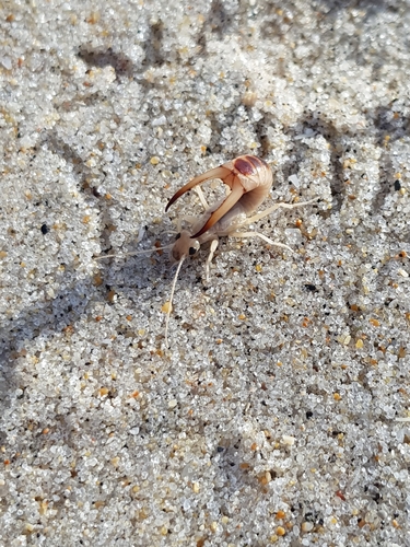 photo of Shore Earwig (Labidura riparia)