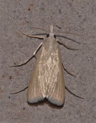 Schoenobiinae