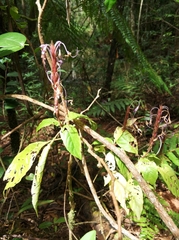 Brachystephanus