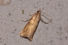Schoenobiinae
