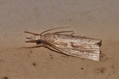 Schoenobiinae