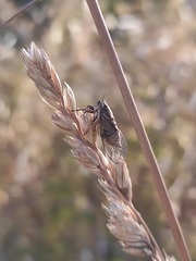 Cicadetta mediterranea