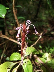 Brachystephanus