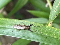 Pachygrontha antennata