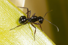 Polyrhachis pilosa