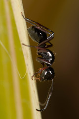 Polyrhachis pilosa