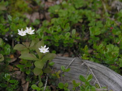 Trientalis