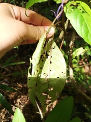 Brachystephanus