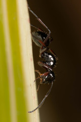 Polyrhachis pilosa