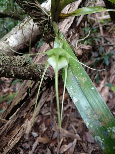 Aeranthes antennophora image