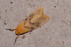 Symmetrodes sciocosma