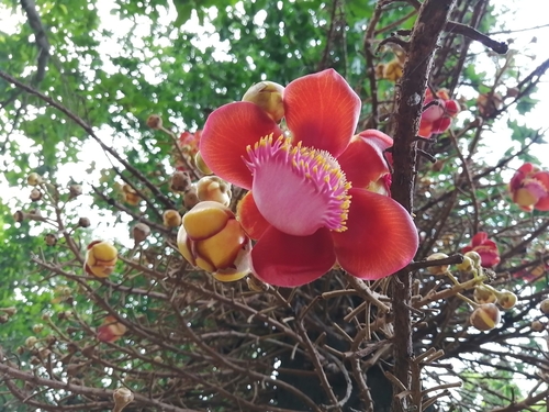 Cannonball Tree
