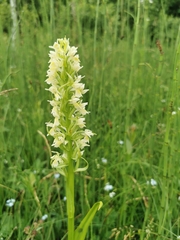 Dactylorhiza incarnata ochroleuca