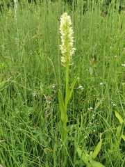Dactylorhiza incarnata ochroleuca
