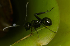 Polyrhachis pilosa