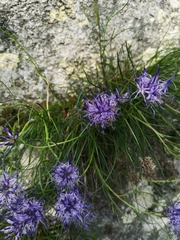 Phyteuma hedraianthifolium