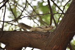 Funambulus pennantii