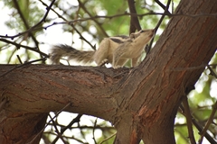 Funambulus pennantii