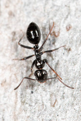 Colobopsis gasseri