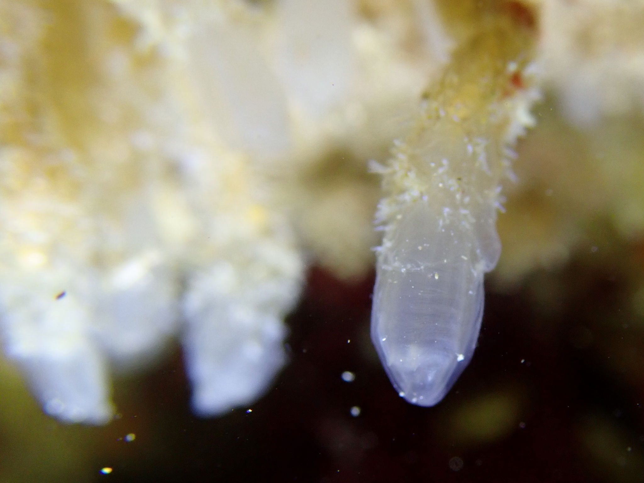 Euherdmania claviformis (Ritter, 1903)