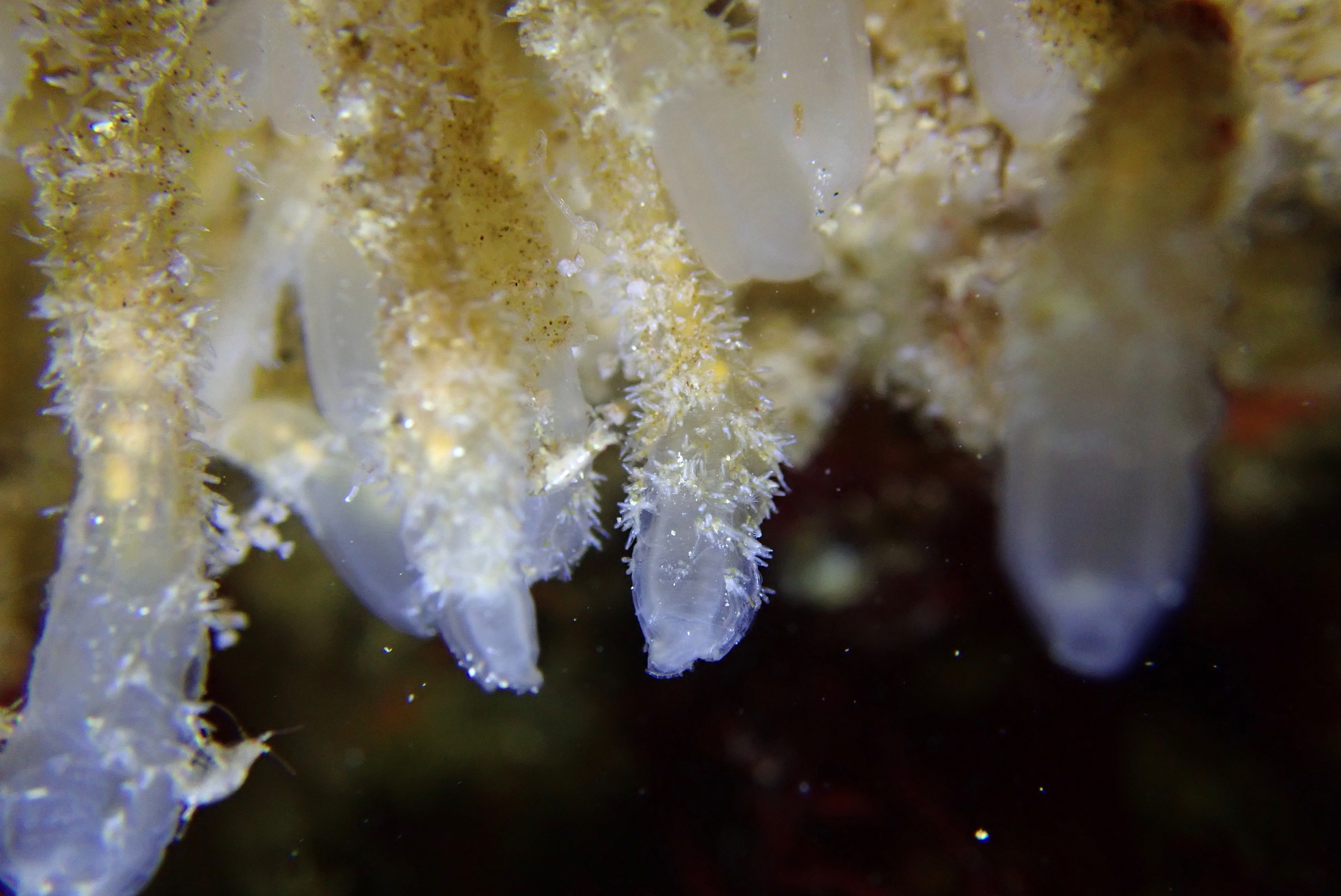 Euherdmania claviformis (Ritter, 1903)