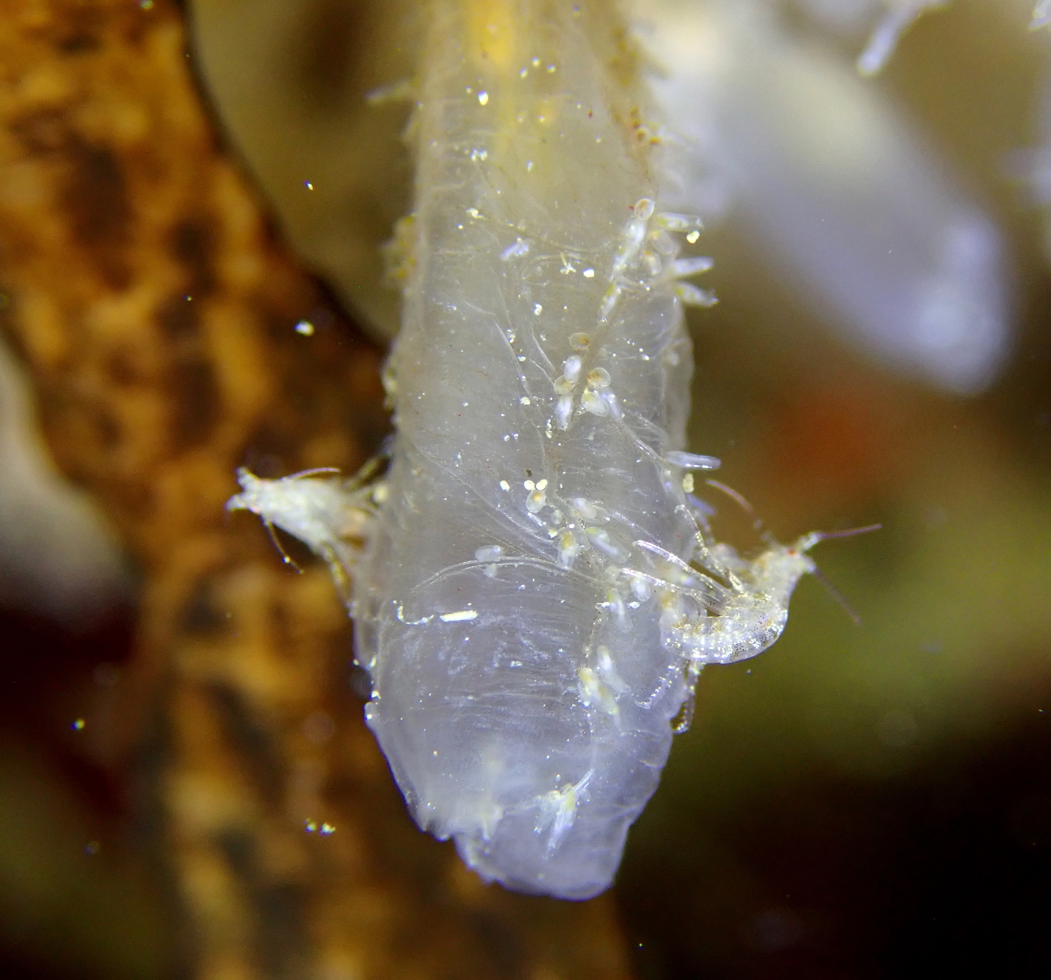 Euherdmania claviformis (Ritter, 1903)