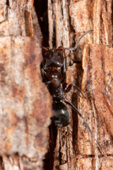 Iridomyrmex rufoniger