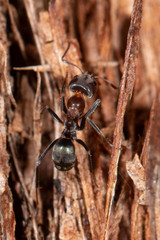 Iridomyrmex rufoniger