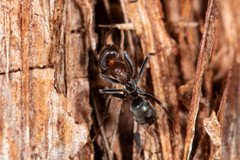 Iridomyrmex rufoniger