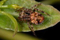 Salsa brisbanae
