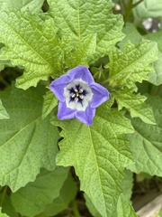 Nicandra physalodes