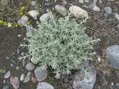 Cladochaeta candidissima