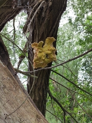 Laetiporus sulphureus