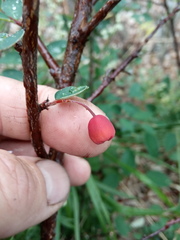 Cotoneaster alaunicus