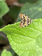 Choreutis japonica