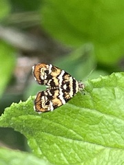 Choreutis japonica