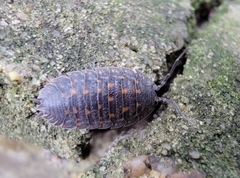 Trachelipus semiproiectus