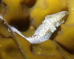 Enchiridium punctatum