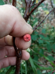 Cotoneaster alaunicus