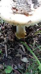 Amanita xanthocephala