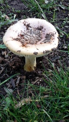 Amanita xanthocephala