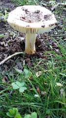 Amanita xanthocephala