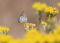 Tharsalea arota arota