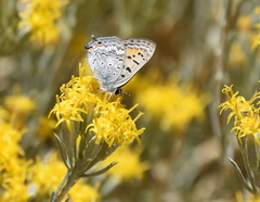 Tharsalea arota arota