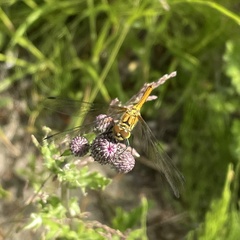 Sympetrum sanguineum