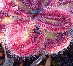 Drosera squamosa