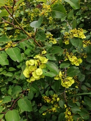 Paliurus spina-christi